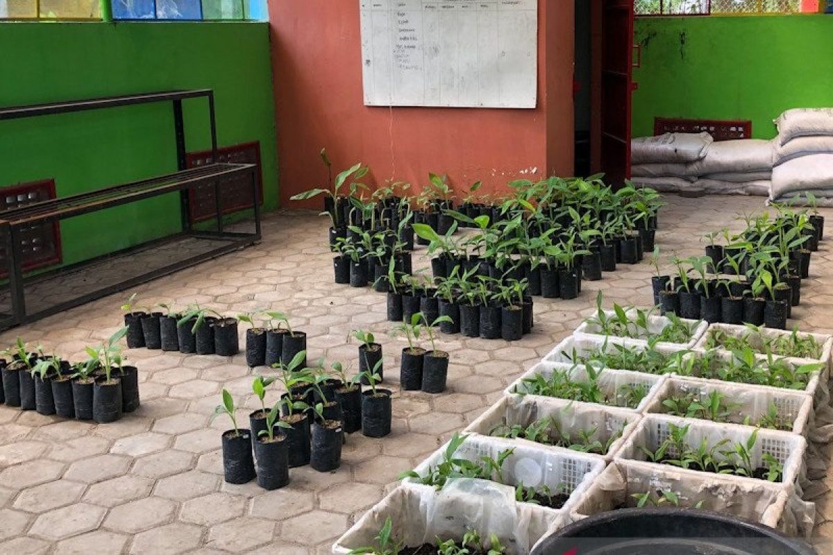 Minat berkebun naik, Kebun Plasma di Yogyakarta buka layanan pada Sabtu-Minggu