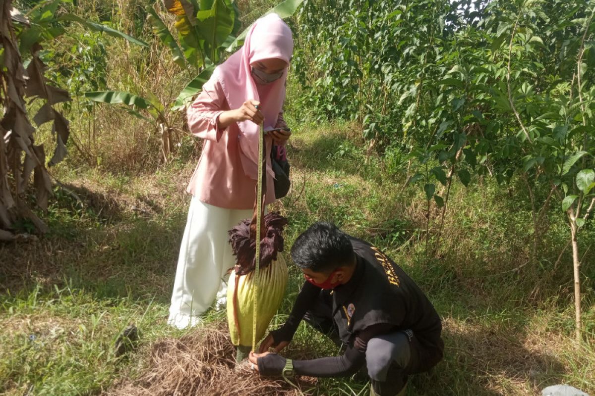 Bunga bangkai gagal mekar di Perumahan Yumira Lubukbasung Agam