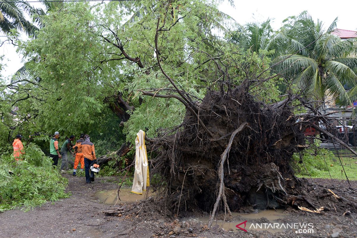 Pohon tumbang diterjang angin kencang