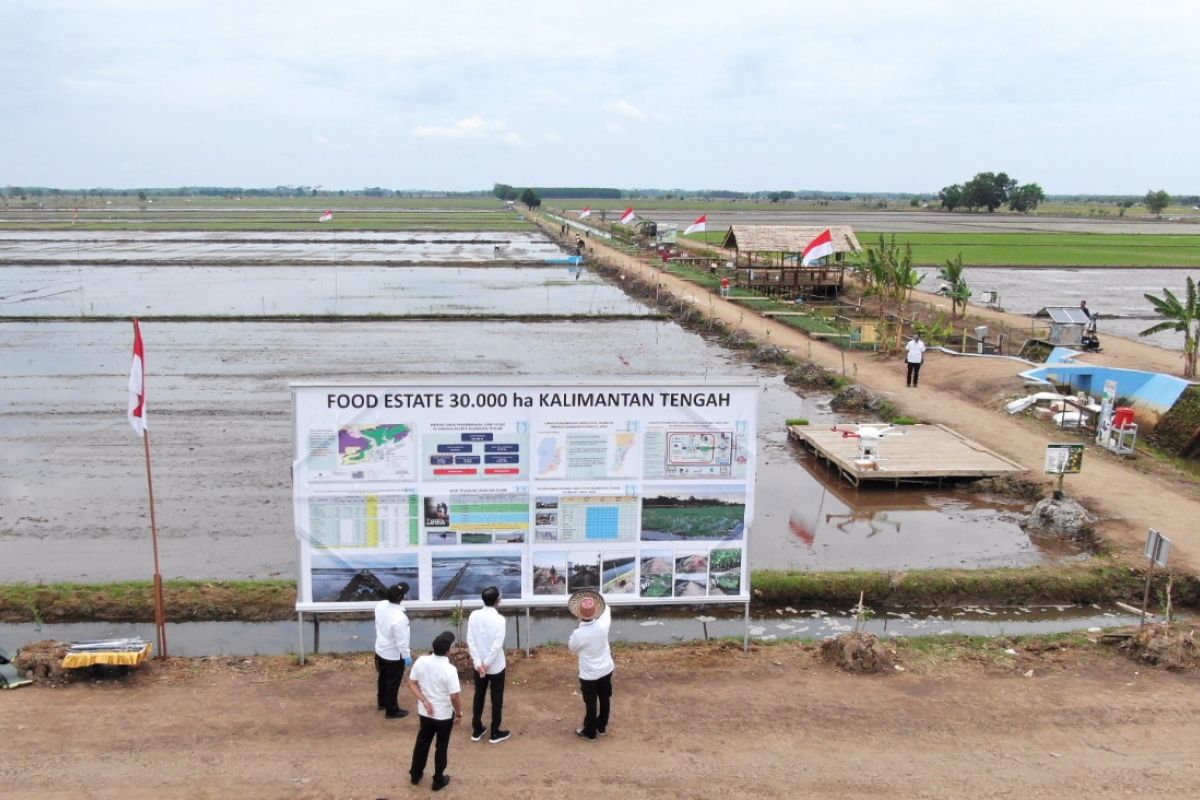 Food Estate, belajar dari proyek lahan sejuta hektare