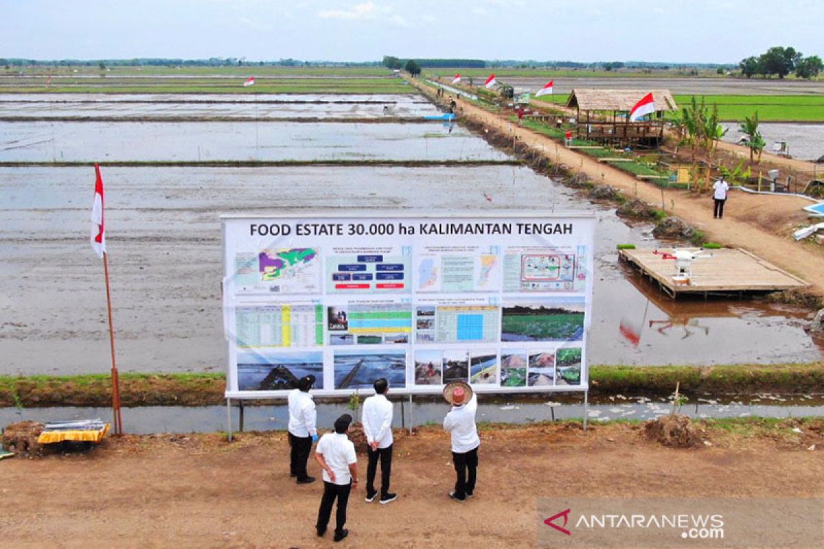 Pengamat: Proyek food estate menjawab krisis pangan jangka panjang