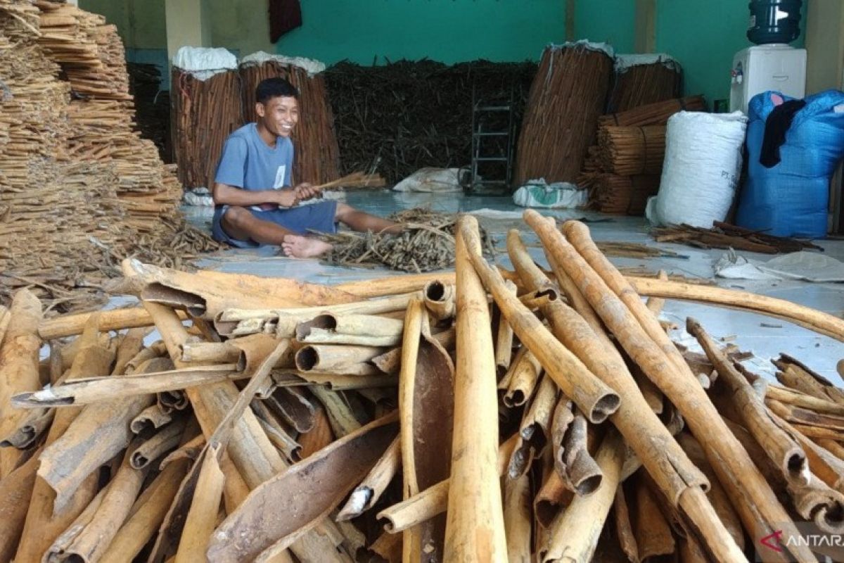 Theft of cinnamon in Tanah Datar often occurred