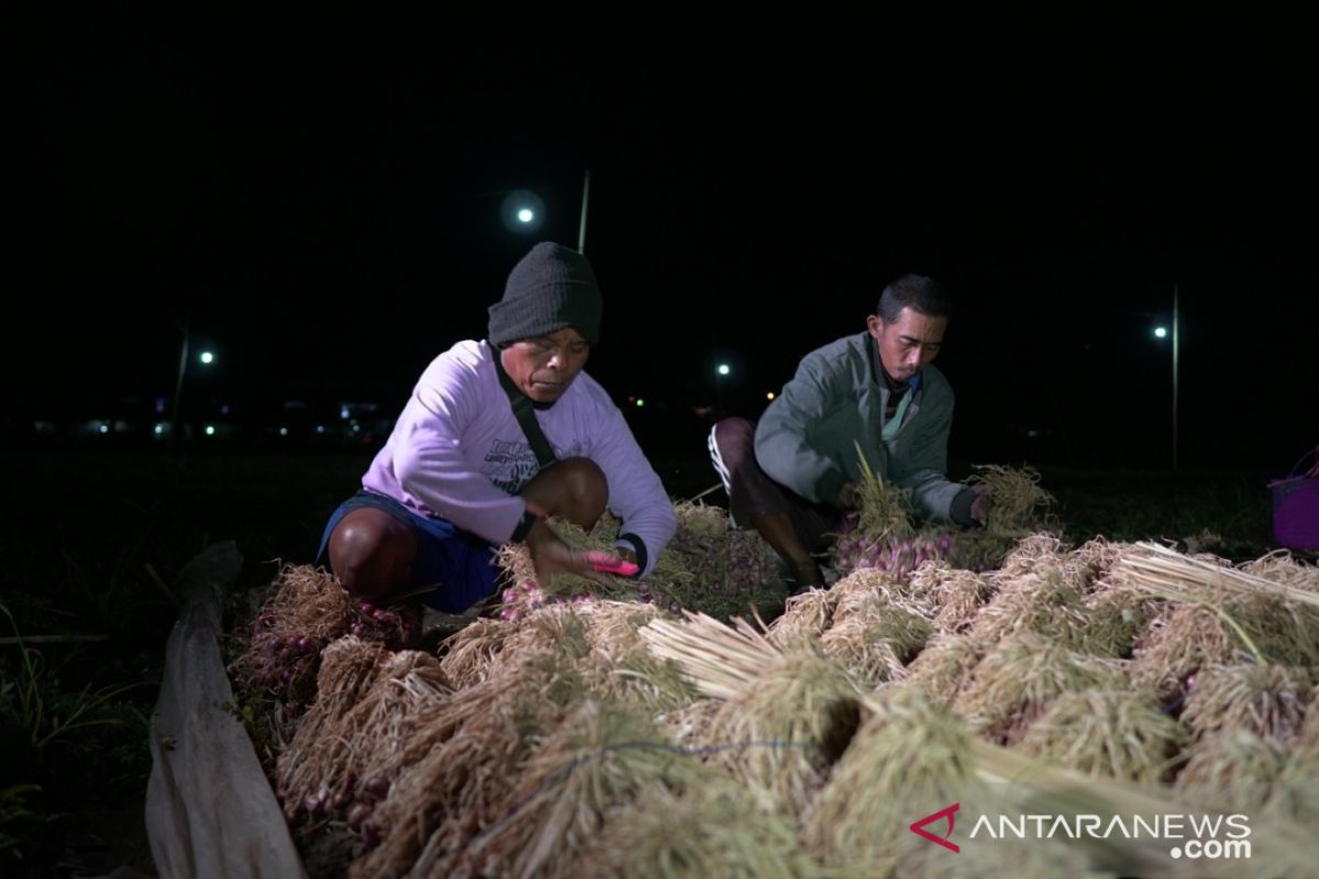 Bantu petani tingkatkan produksi bawang, PLN Pasuruan kembangkan 