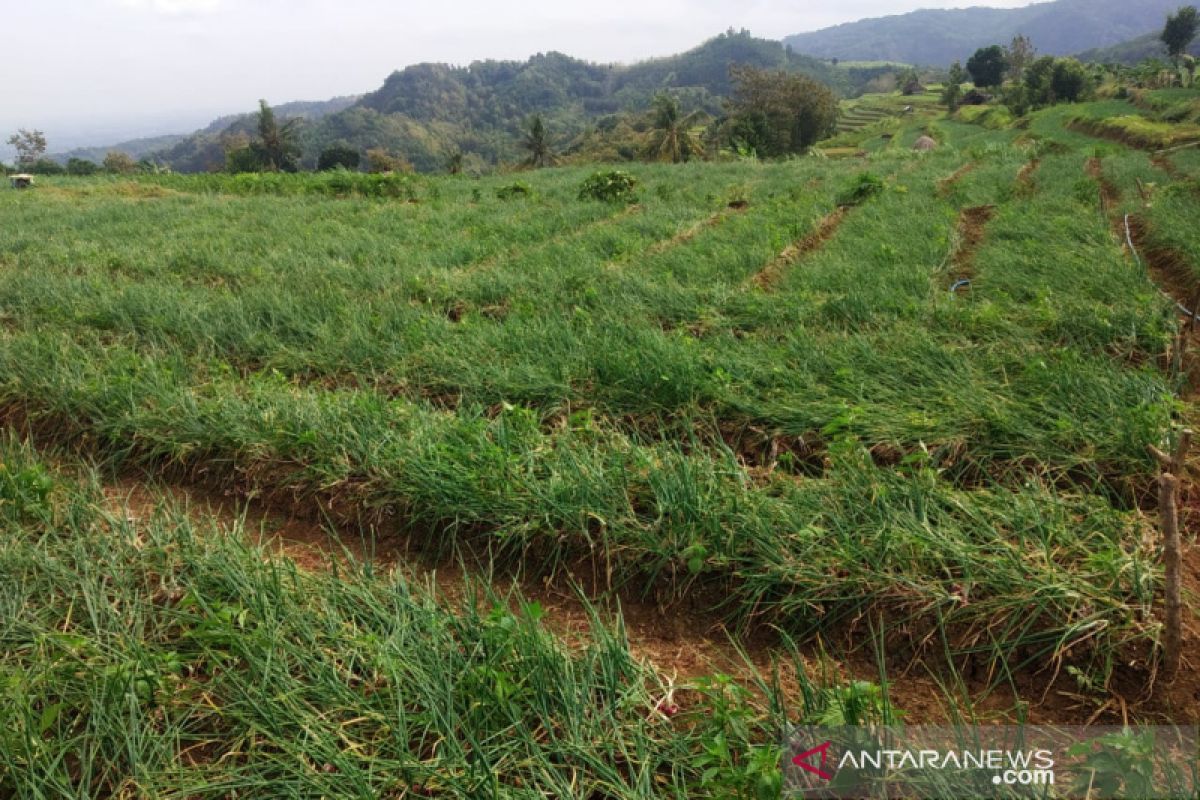 Pemkab Bantul menganggarkan Rp1 miliar bangun sumur dalam di Agrowisata Nawungan