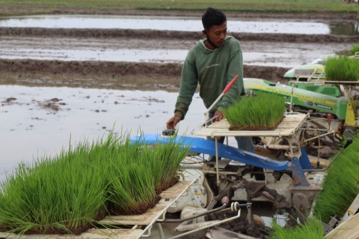 FAO ingatkan 132 juta orang menderita kelaparan sampai akhir tahun