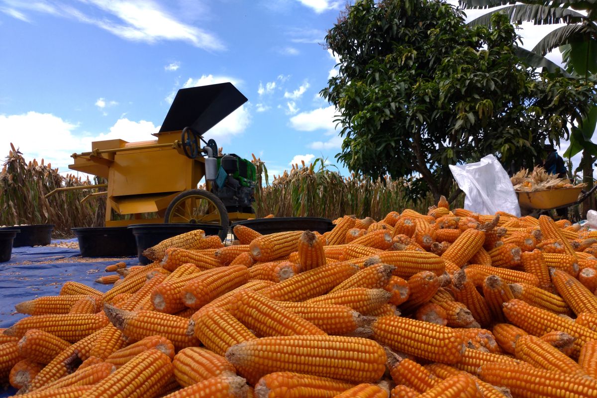 Bupati optimis pertanian di Tapin tiga kali panen dalam setahun