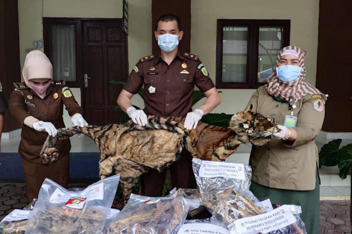 Kejari Aceh Timur kembalikan kulit harimau ke BKSDA