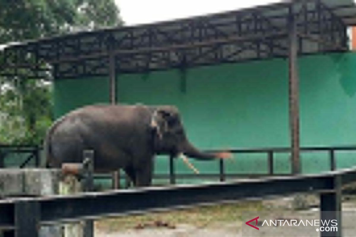 Alfa, gajah sumatera di Taman Rimba Jambi kehilangan pasangan