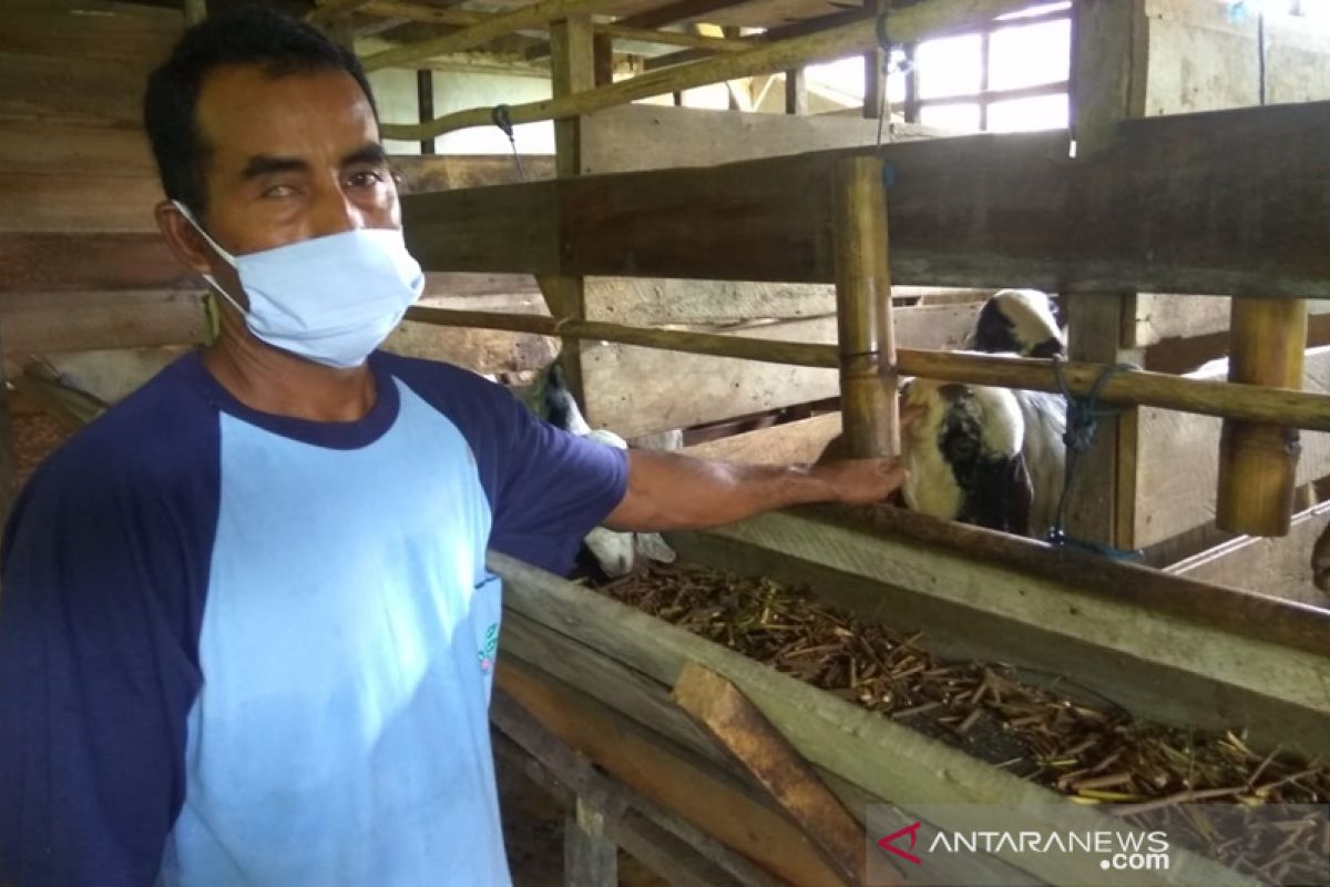 Indocement dukung peternak kambing produk pakan ternak sendiri