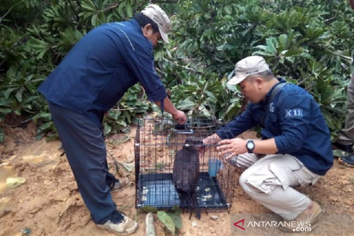 BKSDA Jambi lepas liarkan 17 ekor satwa dilindungi