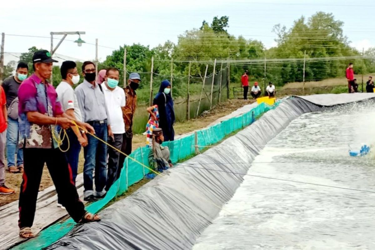 Potensi tambak udang vaname di Sukamara dinilai menjanjikan