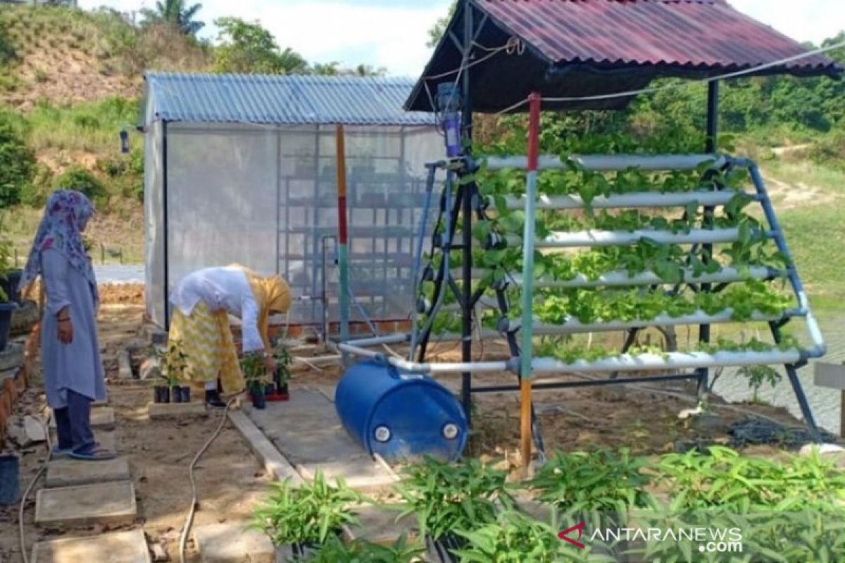 Aceh galakkan budidaya tanaman pangan di pekarangan rumah