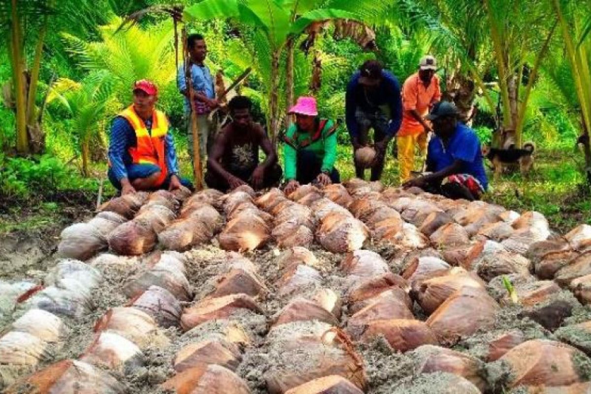 PTFI bersama Pemkab-Keuskupan kembangkan kebun kelapa di Mimika Timur Jauh