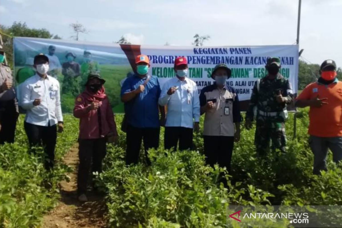 Video - DPRD HST puji keberhasilan pengembangan kacang tanah Poktan Setia Kawan