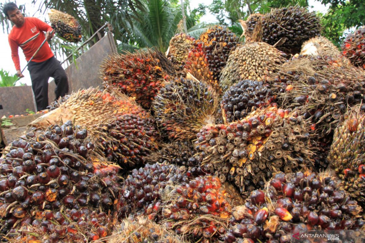 Konsisten tumbuh, Gapki: Produksi minyak sawit tunjukkan pemulihan