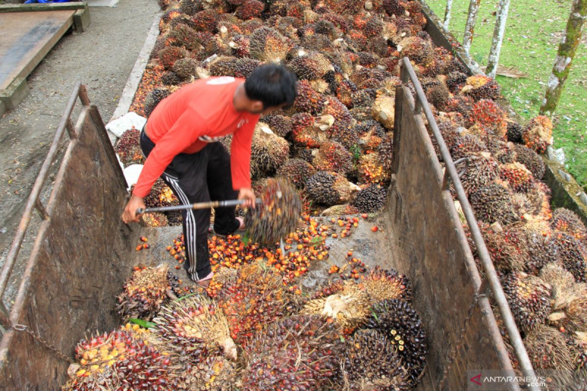 Harga TBS sawit rakyat di Sumbar terus membaik, capai Rp1.400/kg