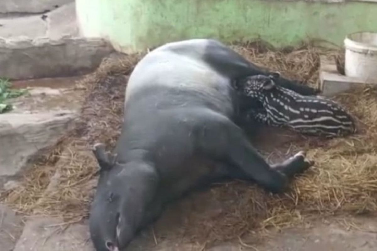 Bayi tapir jantan tambah koleksi Taman Rimba Jambi