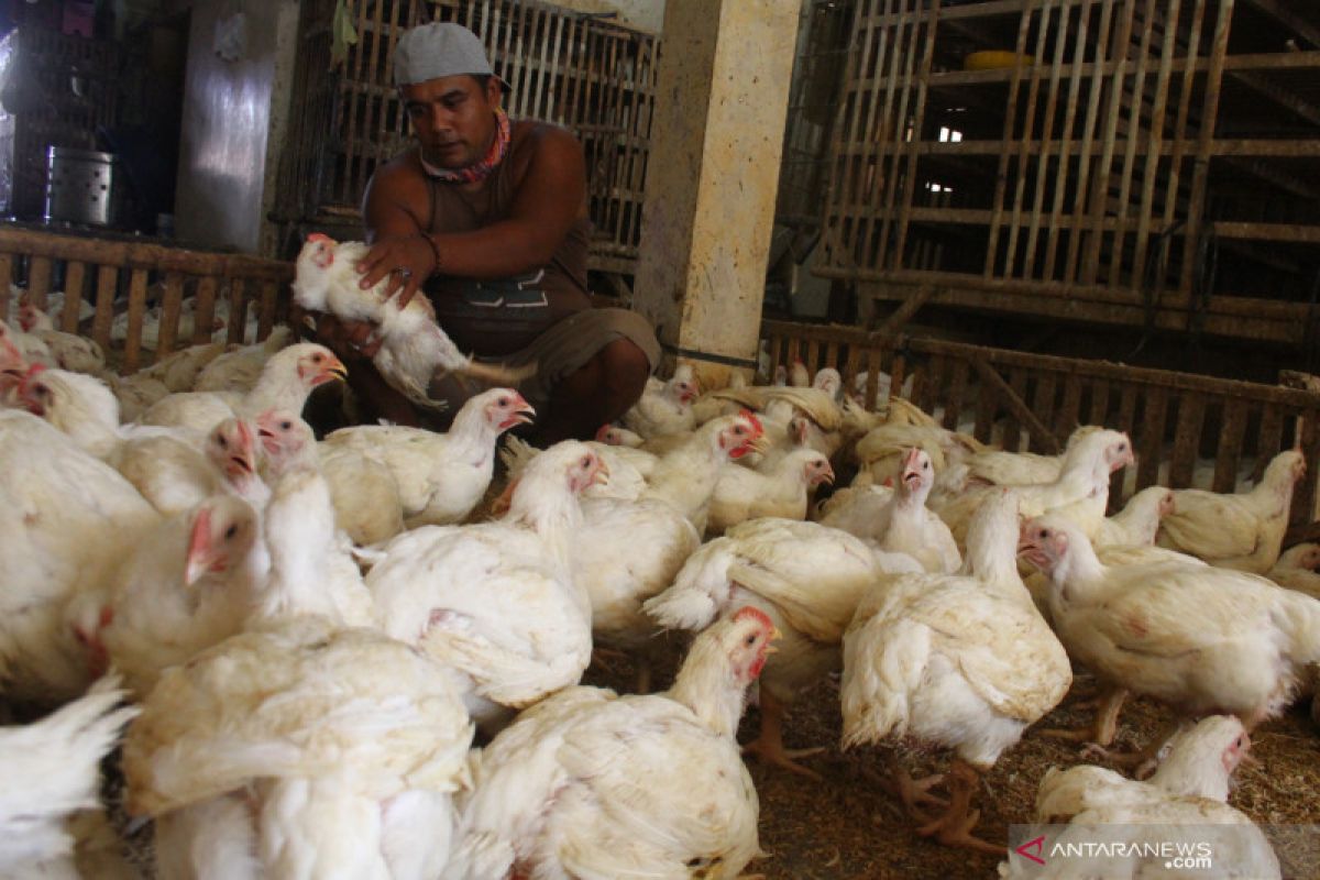 Pemerintah diminta tindak tegas perusahaan langgar Permendag harga jual panen ayam