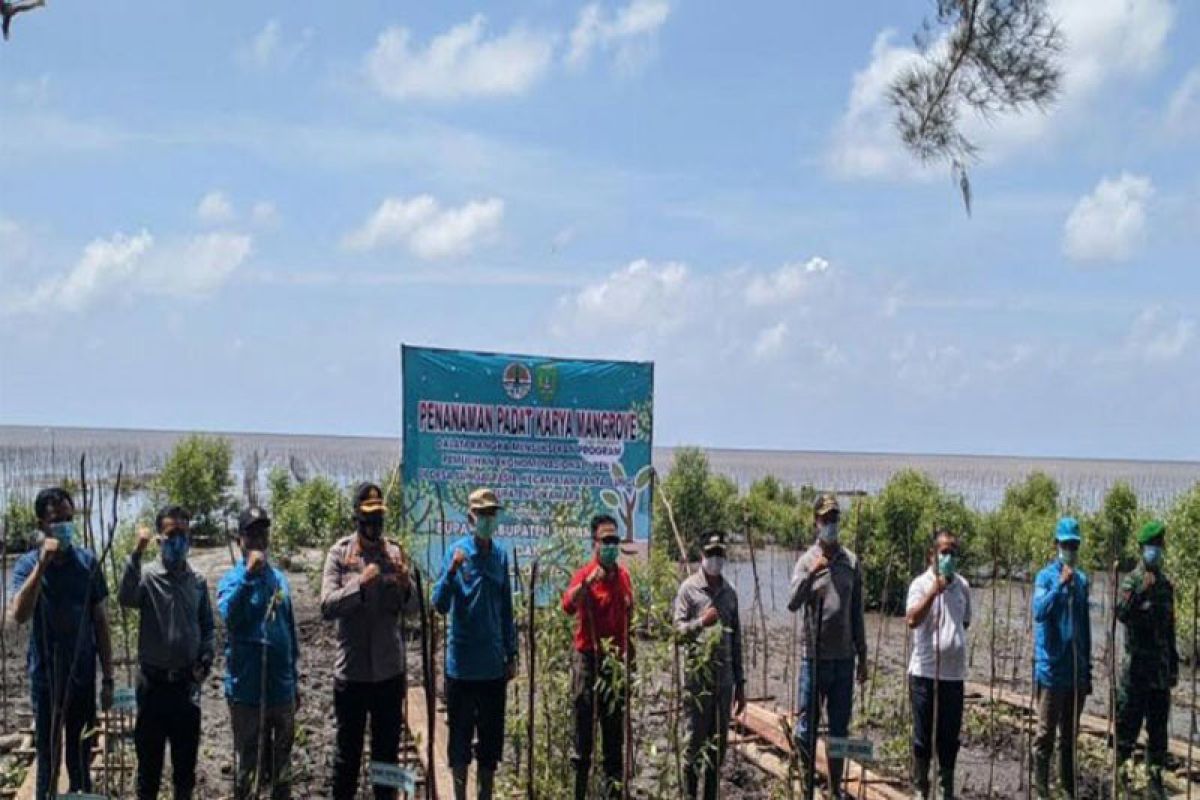 Kawasan hutan mangrove di Kalimantan Tengah jadi  program padat karya