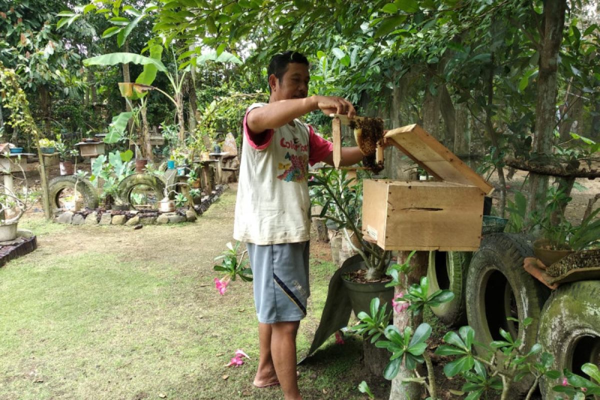 Madu lebah hasil budi daya Lampung Timur makin digemari