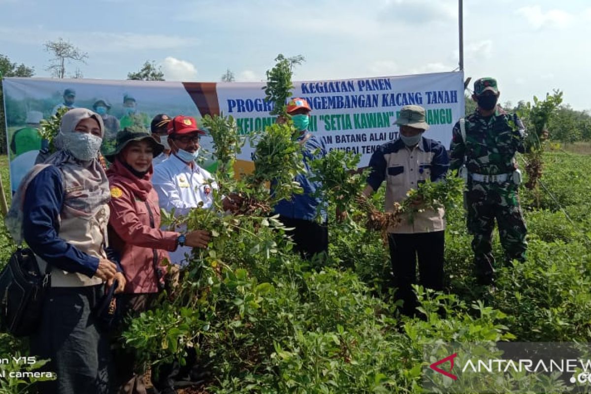 Staf Ahli Bupati HST hadiri syukuran panen kacang tanah