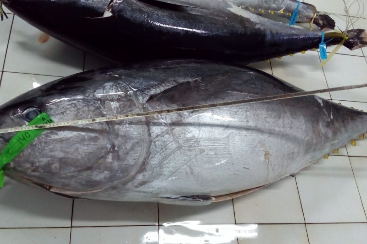 ATLI Bali catat produksi tuna sirip biru di Pelabuhan Benoa terbesar di Indonesia