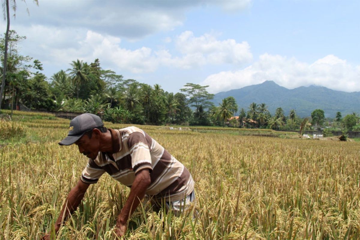 Berkah Limbah PTPN VII Untuk Petani Bagelen