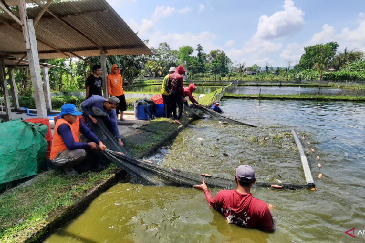 "Tarik Ikan", ikhtiar membantu pembudi daya di kala pandemi