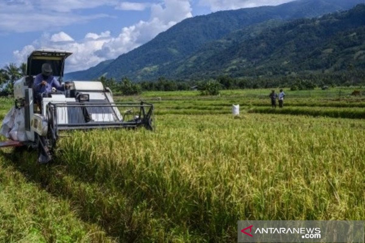 Sulteng targetkan produksi padi  2,26 juta ton pada 2020