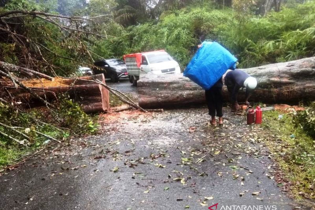 Badai tumbangkan pohon di lintas Nagan Raya-Aceh Tengah
