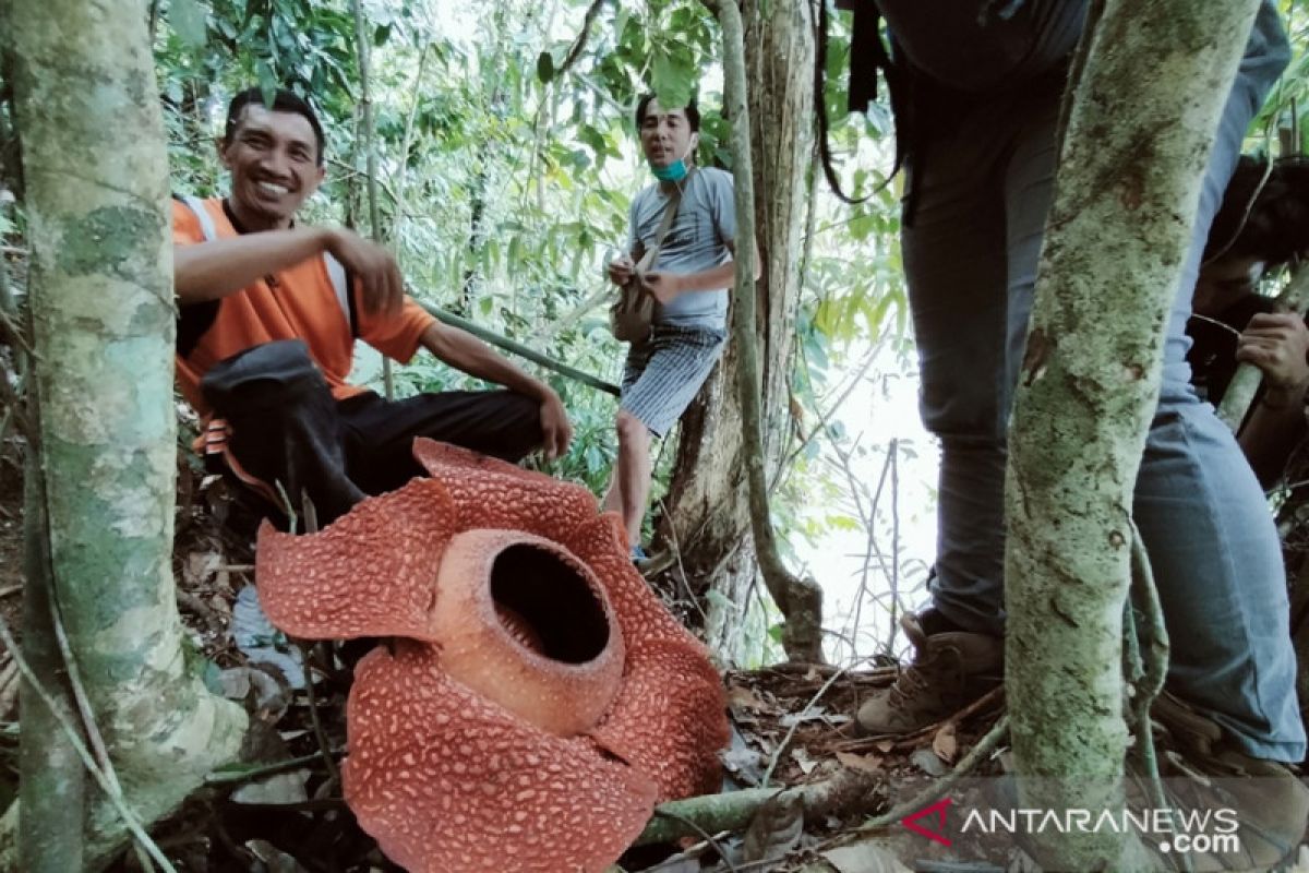 Bunga Rafflesia arnoldii mekar di Rejang Lebong berdiameter 80 cm