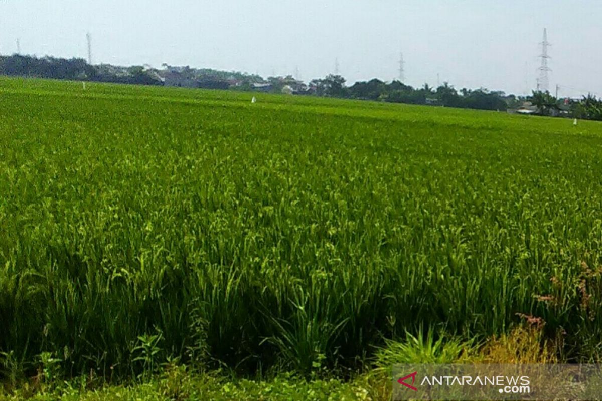 Kelangkaan pupuk bersubsidi di Karawang sudah teratasi