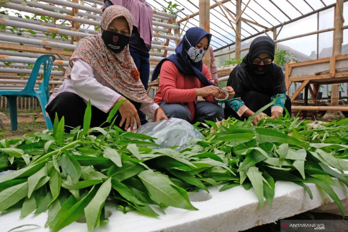 Peneliti sarankan belajar ketahanan pangan dari Singapura