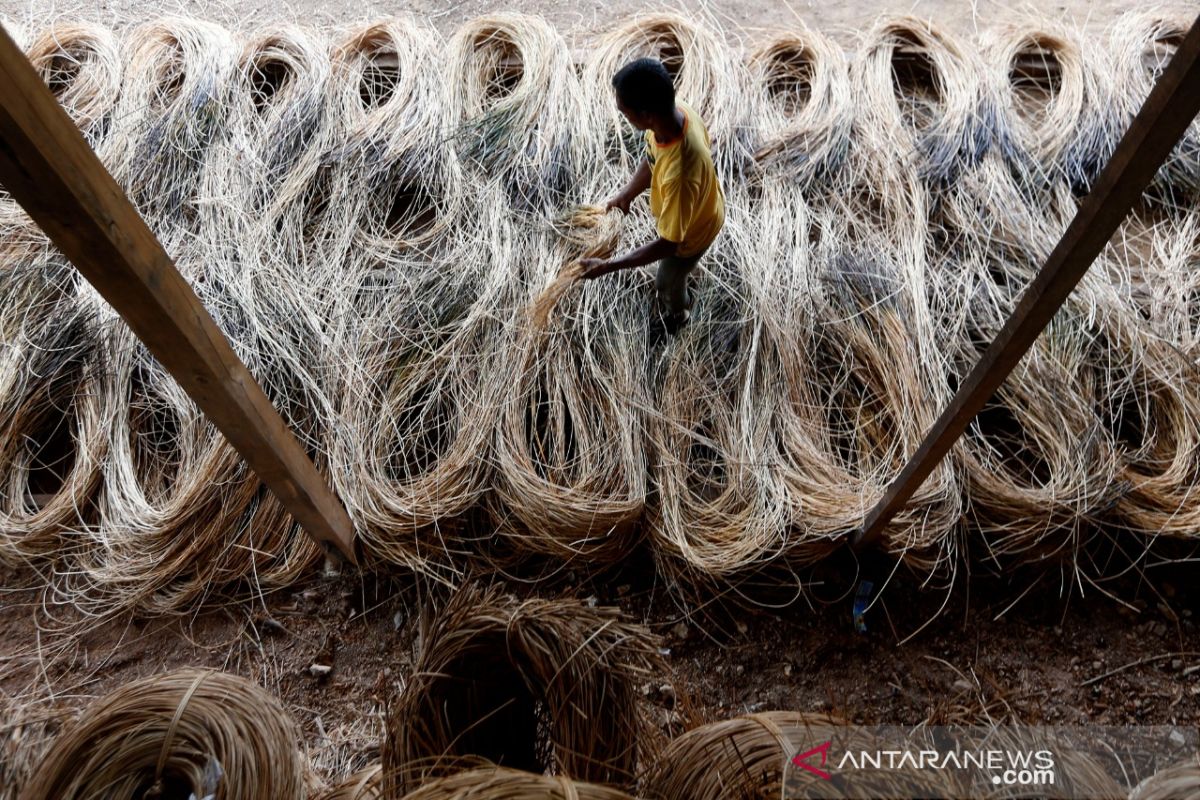 Produksi rotan untuk hilirisasi industri