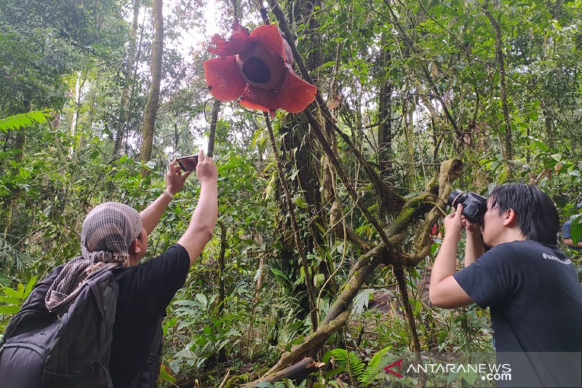 Rafflesia di Bengkulu mekar menggantung pada tanaman inang