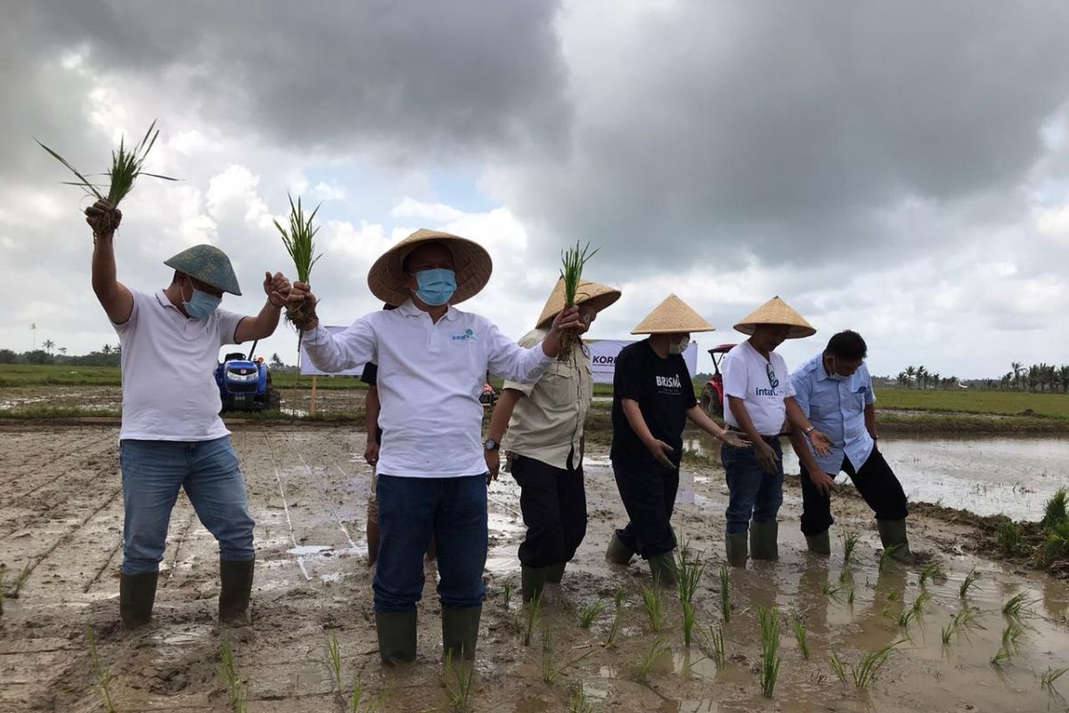 Intani bangun korporasi petani padi 1.000 hektare