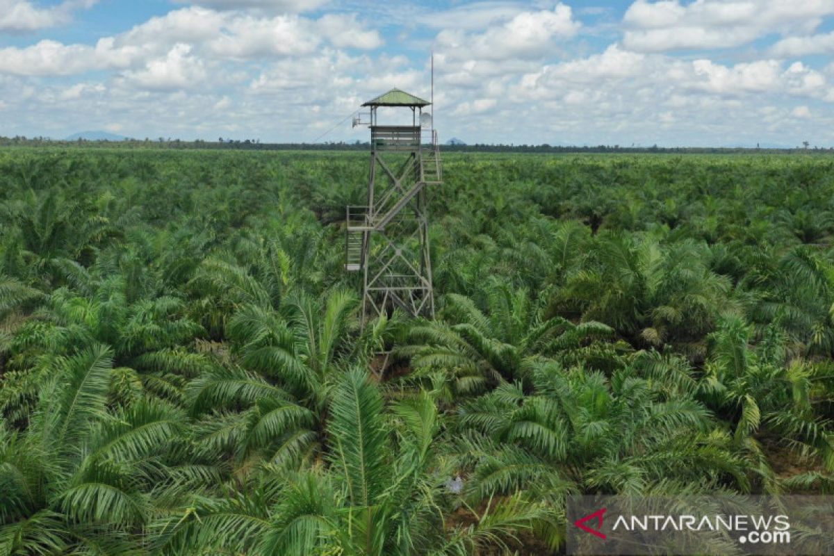 Hutan alam Riau hanya tinggal 1.442.669 hektare