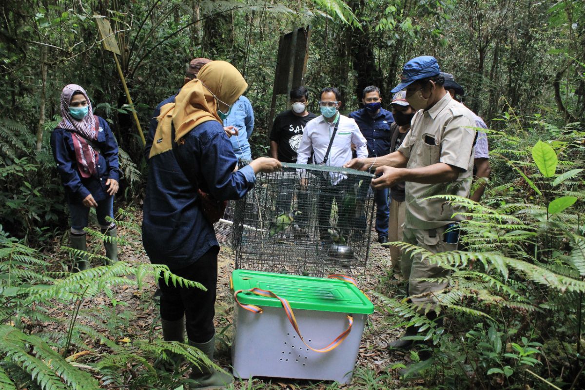 BBKSDA Sumut  lepasliarkan satwa dilindungi ke TWA Danau Sicike Cike