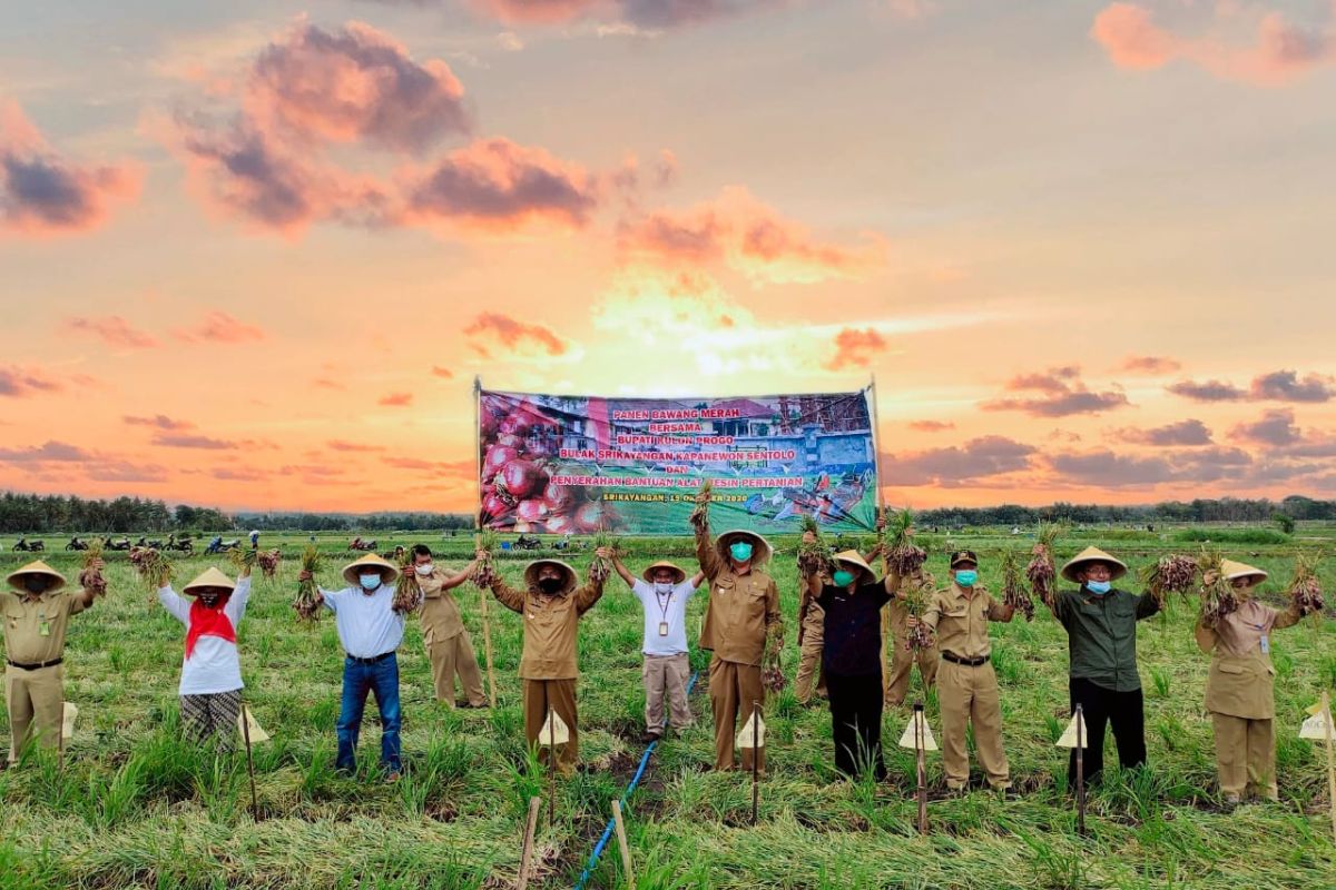 Petani Kulon Progo panen bawang merah