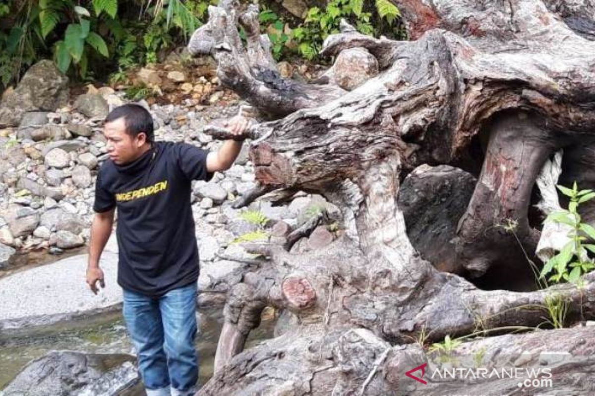 Hendrawan sebut Pohon Beringin menyeramkan hanya sebuah mitos