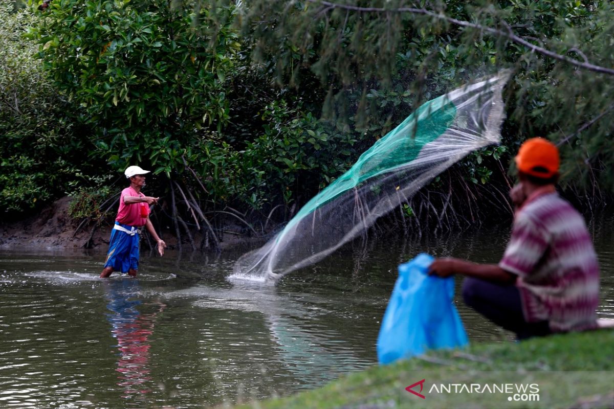 Pemanfaatan Hutan Manggrove