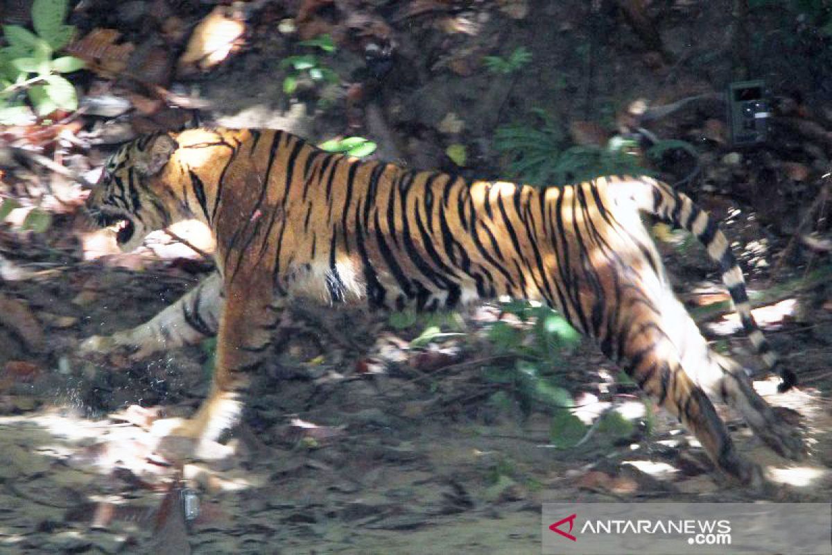 Seekor harimau sumatera ditemukan terjerat di Gayo Lues