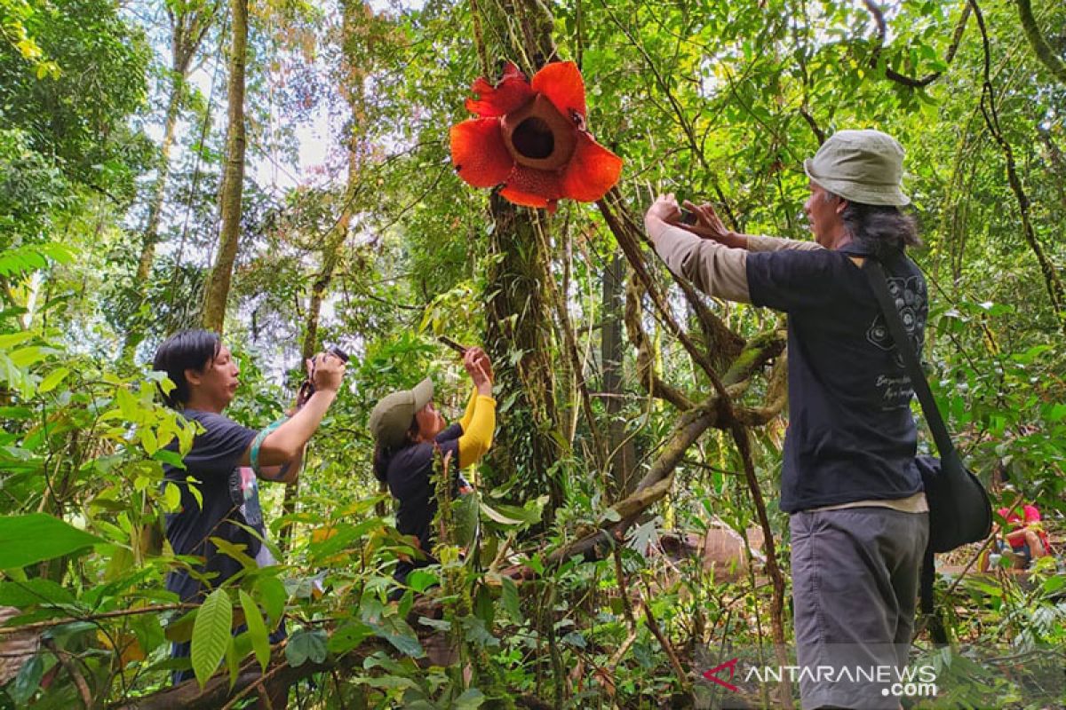 Bunga Rafflesia mekar menggantung pada tumbuhan inang di Bengkulu