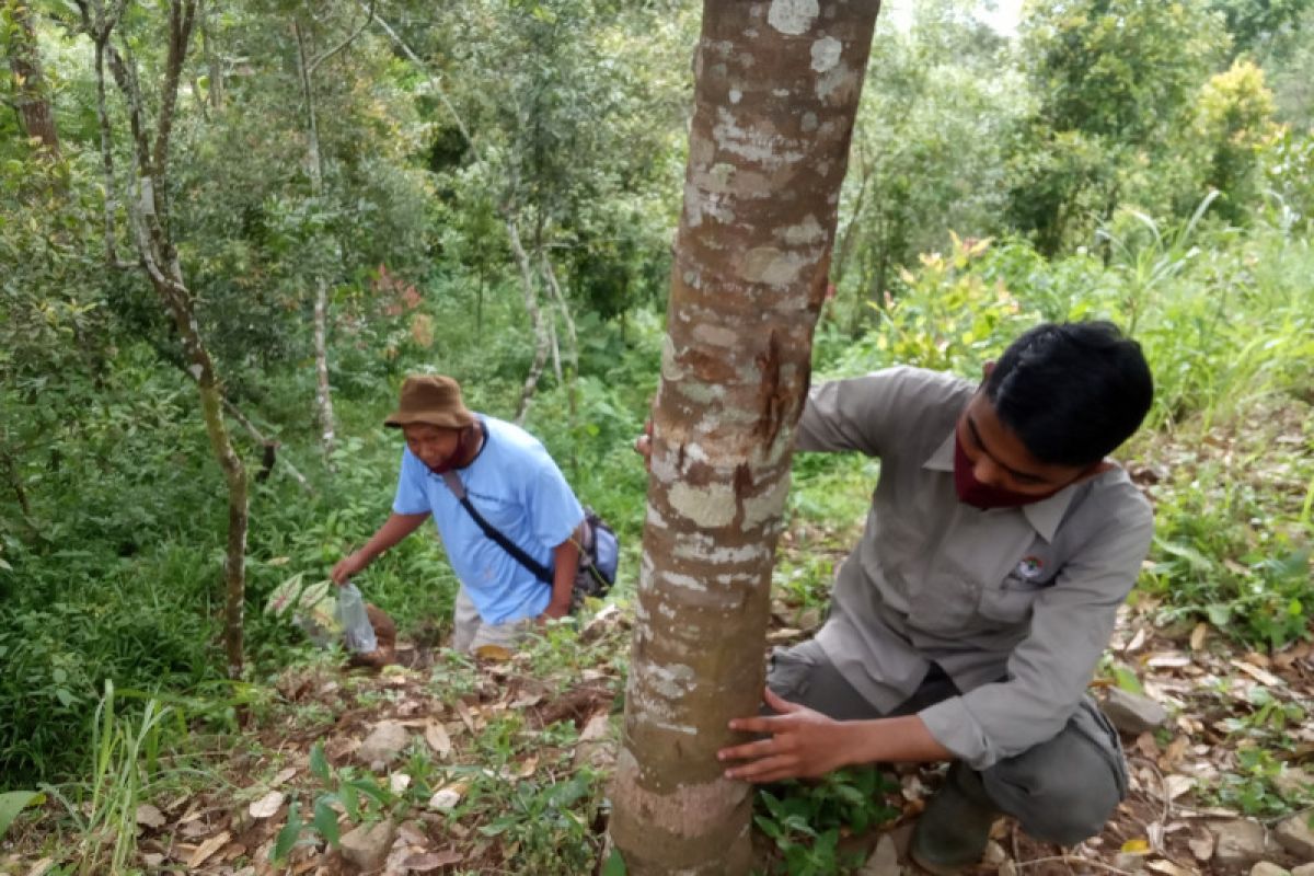 Viral video beruang di Kelok 35, BKSDA Agam cek lokasi