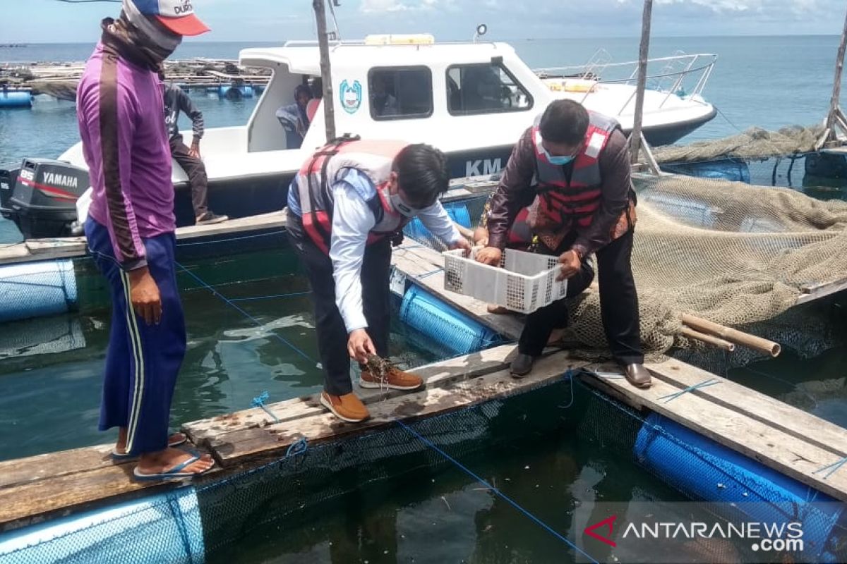 Pembudidaya ikan keramba di Situbondo peroleh bantuan bibit lobster