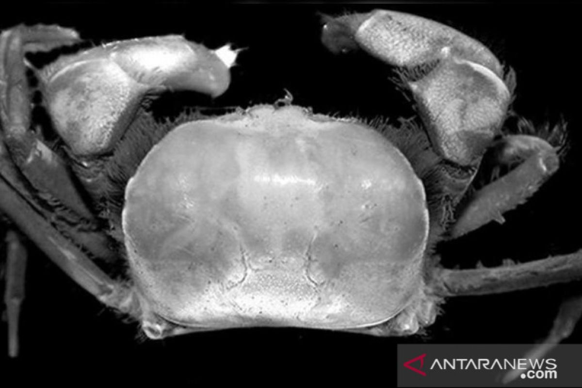 Kepiting spesies baru   ditemukan  di area kerja Freeport