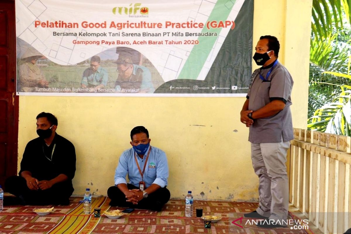 Mifa Bersaudara latih petani Aceh Barat melalui sekolah lapangan