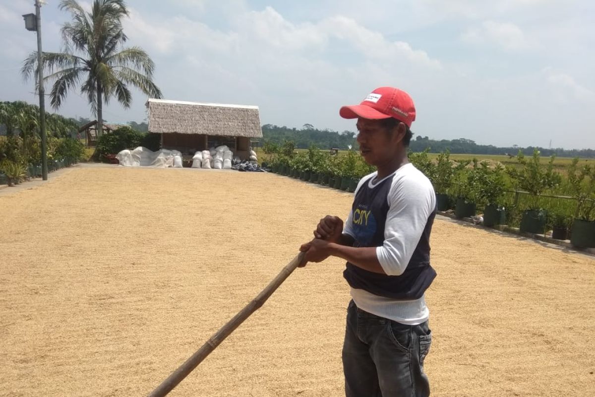 Pendapatan ekonomi petani Banten Selatan meningkat setelah gabah ditampung Bulog
