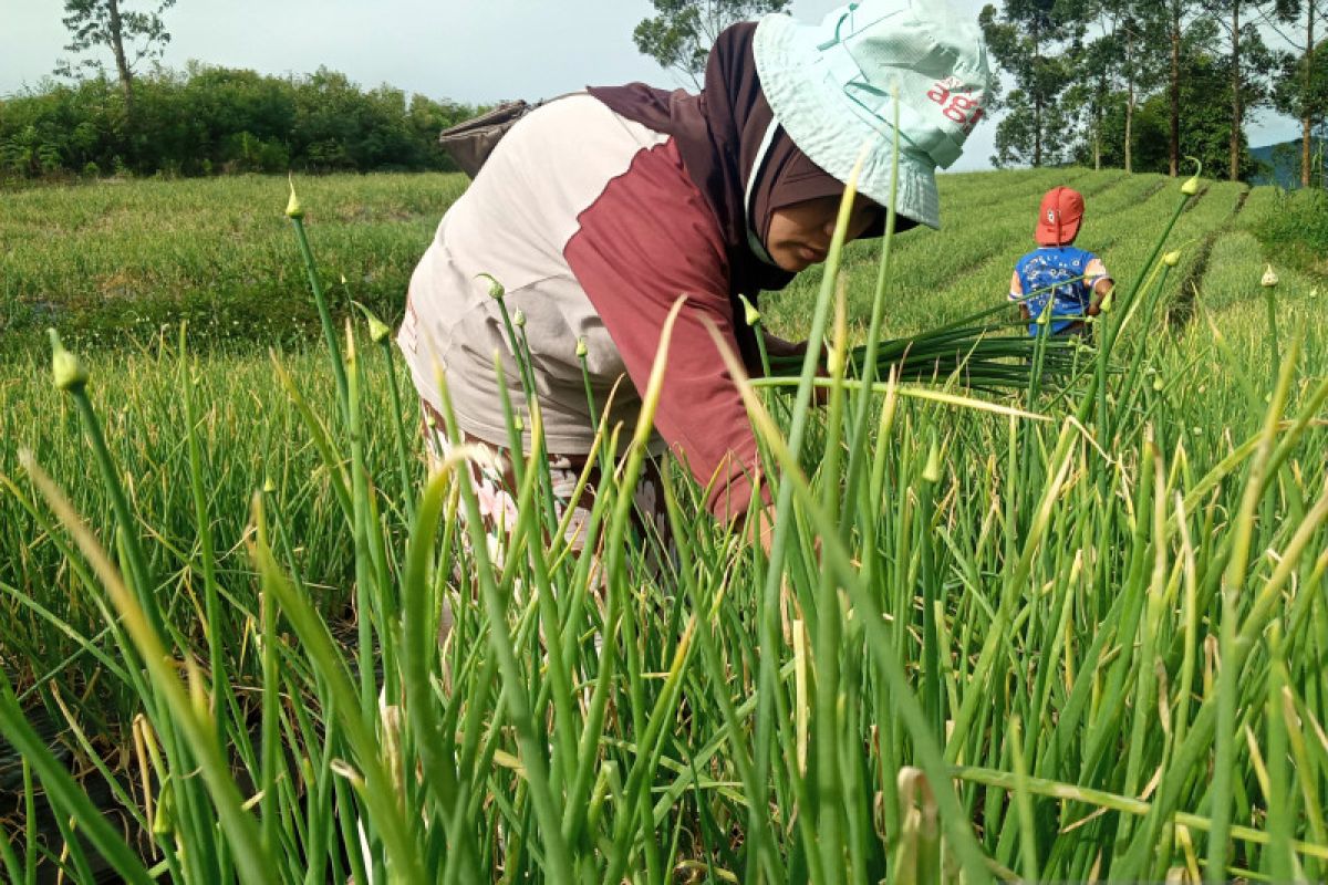 Harga bawang merah tingkat petani di sentra produksi Alahan Panjang naik jadi Rp20.000 per kilogram