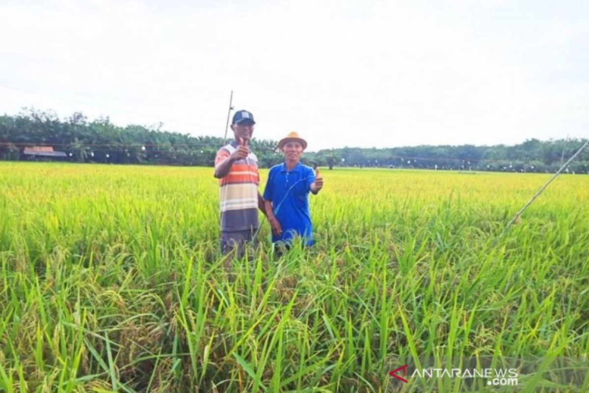 Kotabaru accelerates rice planting by 1,000 hectares